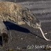 dragon_komodo_hsb_rinca_h_1066_kom2843.jpg